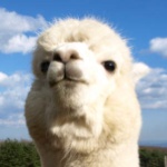 yhiyhiy member profile picture