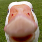 user_z0gsxolmstyoc6kt member profile picture