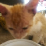 Laninha member profile picture