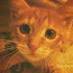 gumd0g member profile picture