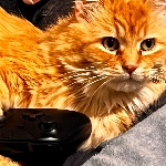 Nyx2354 member profile picture