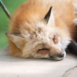 FoxStellar member profile picture