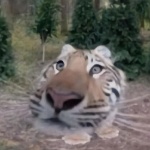 FURRYK