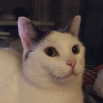 HolyHorror member profile picture