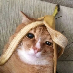 808Boy member profile picture