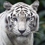 DREAMZ74 member profile picture