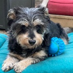 GGRebelle member profile picture