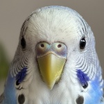 Rei_niconicolas member profile picture