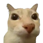 NCsilly member profile picture