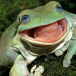 froggoslovesfrogs member profile picture