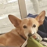 shugiW member profile picture