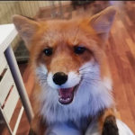 Felixfops member profile picture