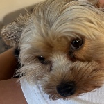 dog15 member profile picture