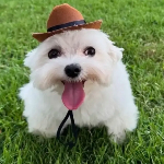 GurtyGurtyGurty member profile picture