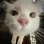 cruelwinter member profile picture