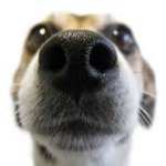 CHOWLYMEISTA member profile picture
