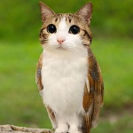 sovietonion member profile picture