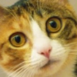 Modmakeriglol member profile picture
