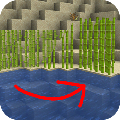Sugarcane: Fresh Flowers and Plants
