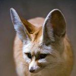 Foxygamer2345 member profile picture