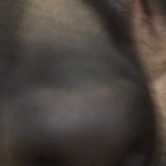 Echocrow member profile picture
