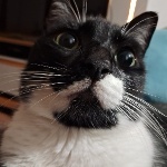 banguela12 member profile picture