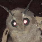 cool_moth member profile picture
