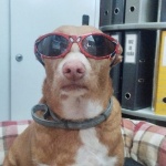 Shauipi member profile picture