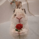 Bobek member profile picture
