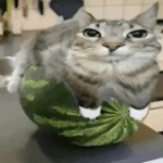 3ematvey member profile picture