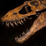 themig member profile picture
