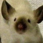 View ValleyVibee's Profile