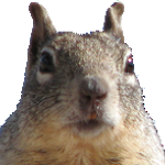 _1_ss_Y_ member profile picture