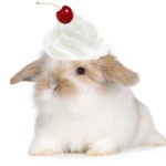 NoxTheWasp member profile picture