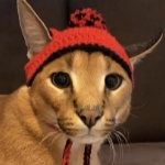 OmniFlop member profile picture