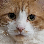 seano