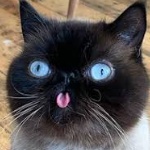 RATMEAT member profile picture