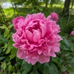 Queen_of_Fae member profile picture