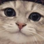 DuckyGamer_Zox__ member profile picture