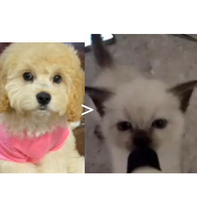 BaileyBoo and DeMisty's pack logo