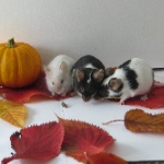 Mouseofheaven member profile picture