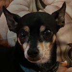 Taseber66 member profile picture