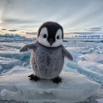 Penguinbooi member profile picture