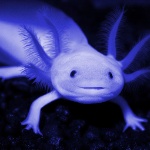 Rxmjie member profile picture