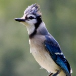 Joce61 member profile picture