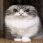 KomaryFan19 member profile picture