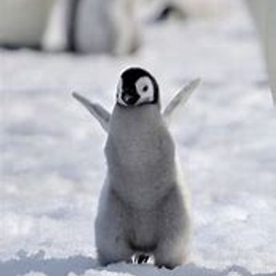 Ilikepenguins logo