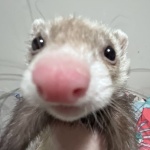 chuckwalla member profile picture