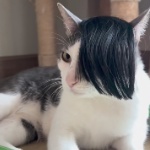 thinhmaicbb member profile picture