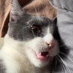 Fallonispeak member profile picture